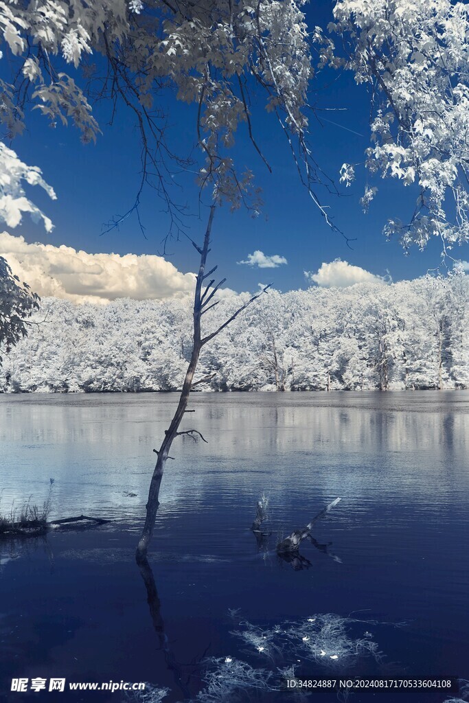 雪景