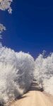 被雪覆盖的树