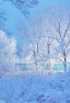 雪景