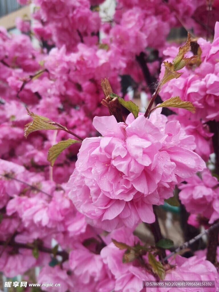 盛开的花朵