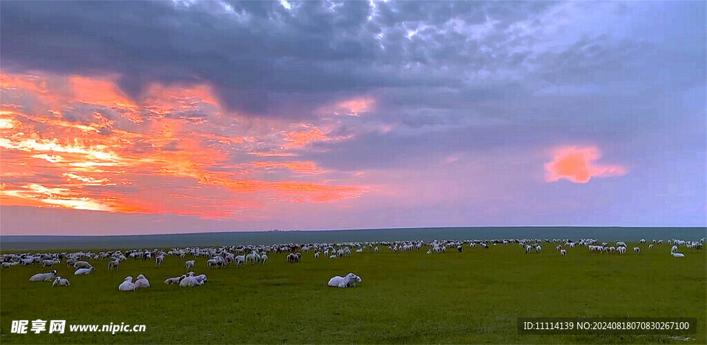 新西兰牧场田园风景