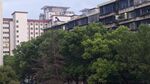 建筑树木
