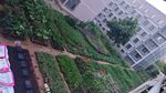 蔬菜地