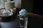 小蓝花