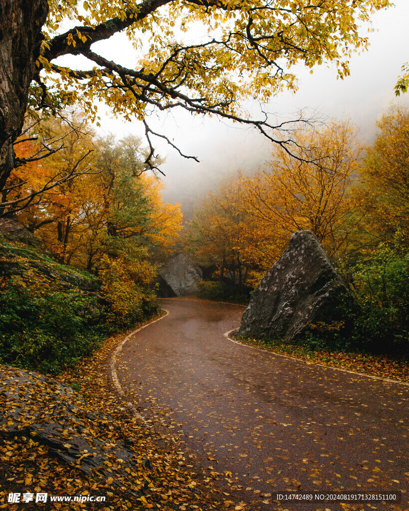 满地落叶山路风景