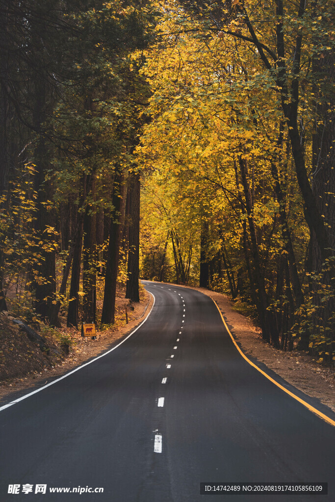 秋天树林公路