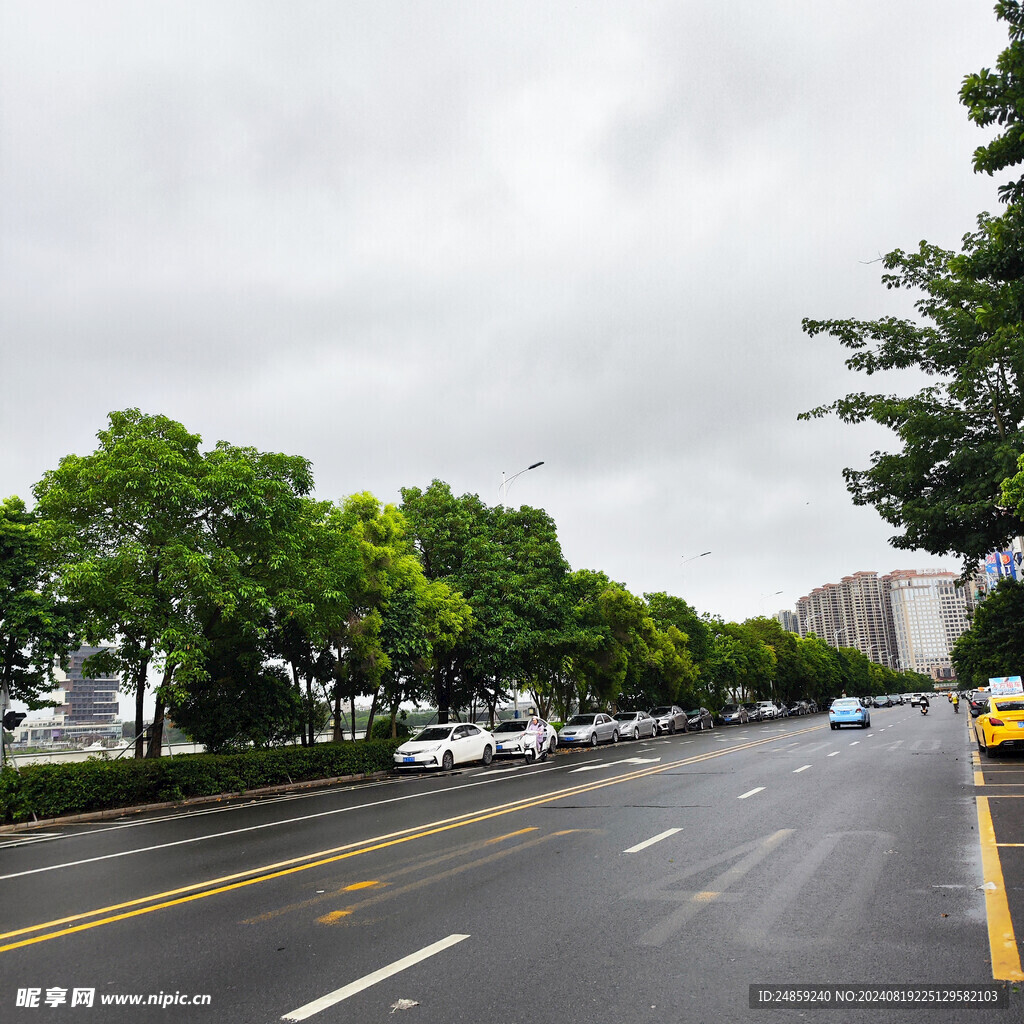 树林道路