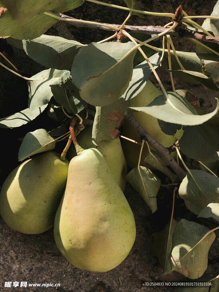 梨