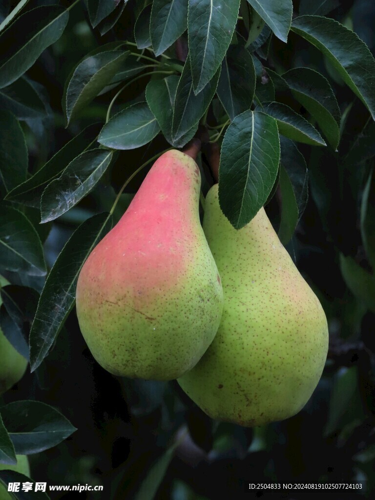 梨