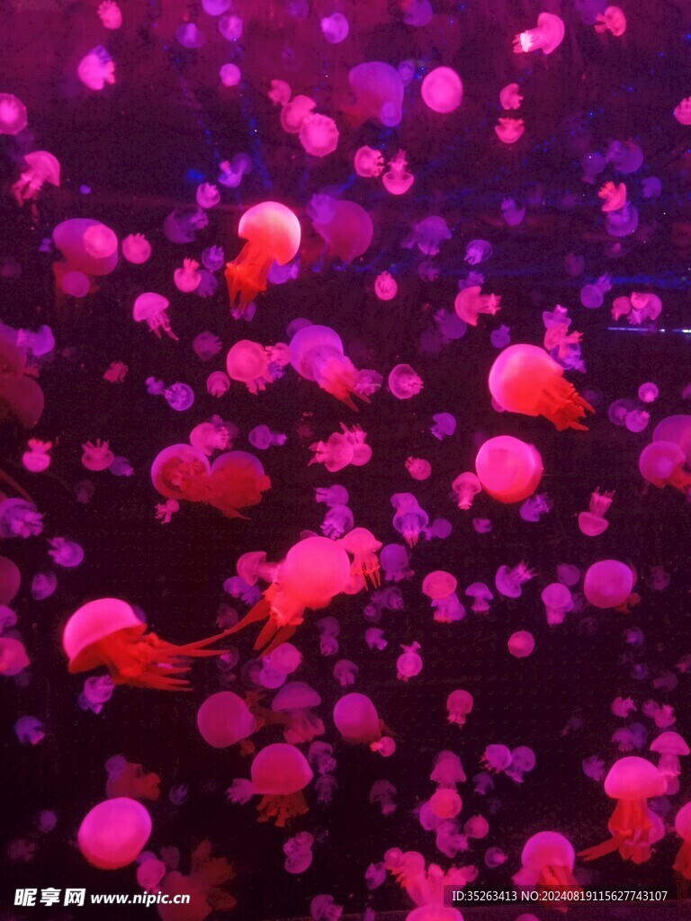 水母