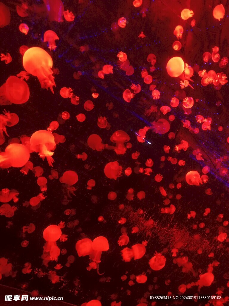 水母
