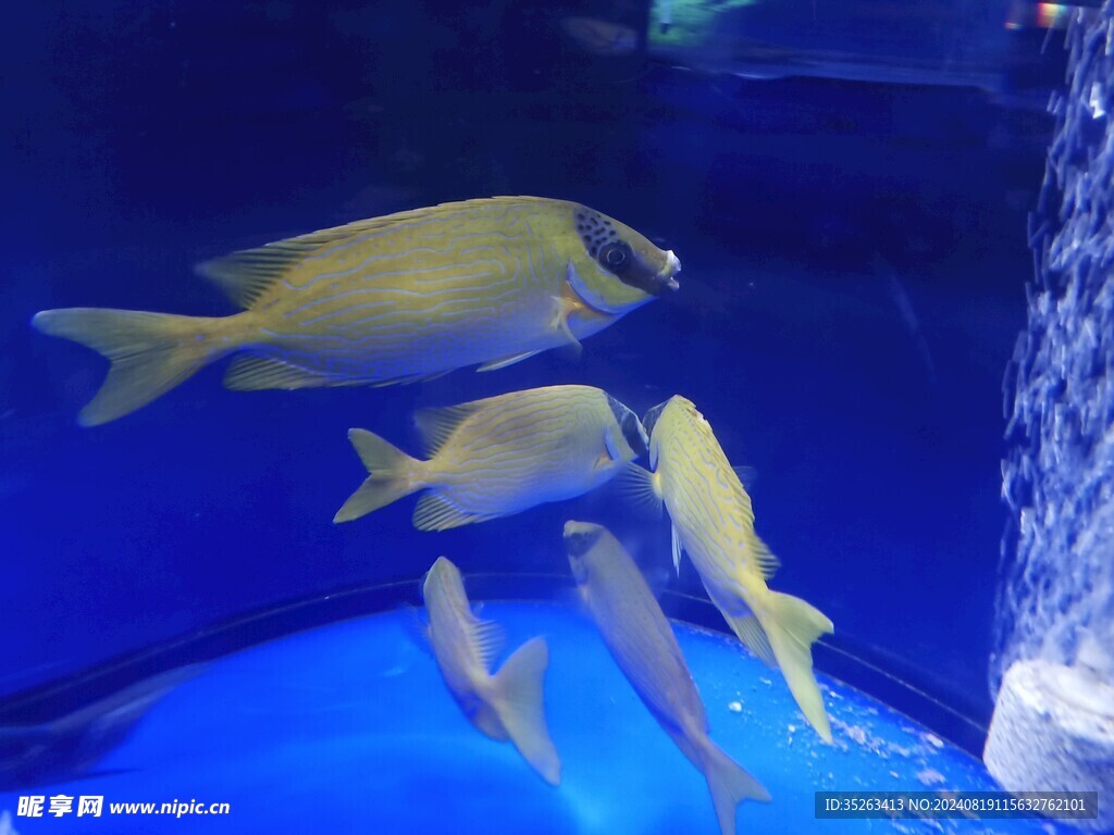 鱼