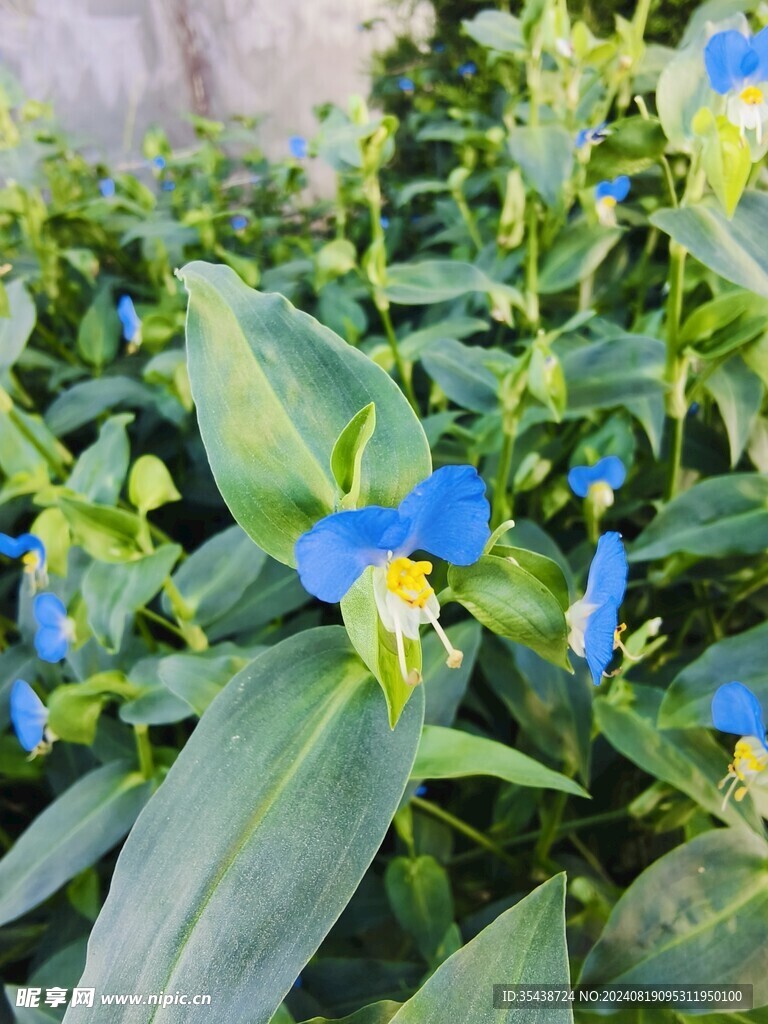 蓝色蜻蜓花