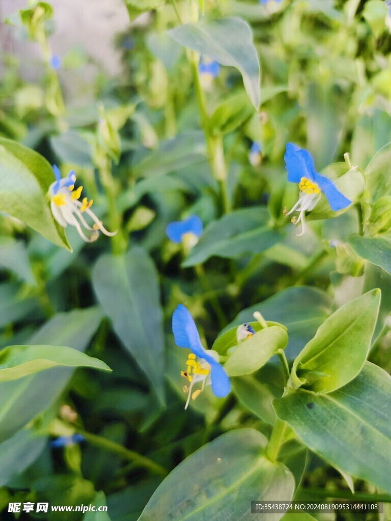 蓝色蜻蜓花