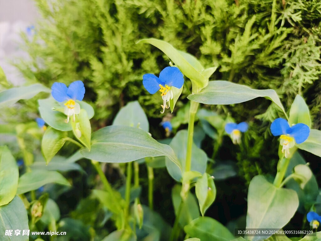 蓝色蜻蜓花