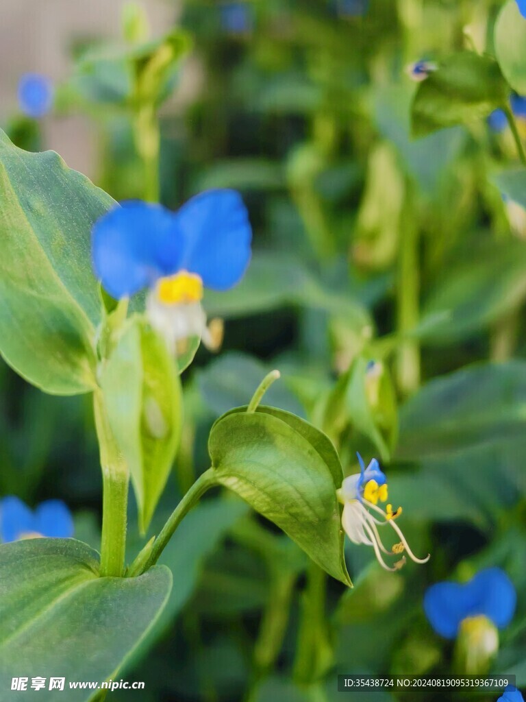 蓝色蜻蜓花