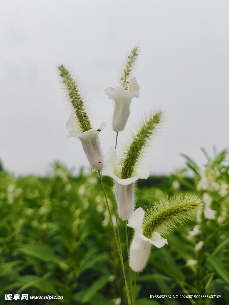 狗尾草