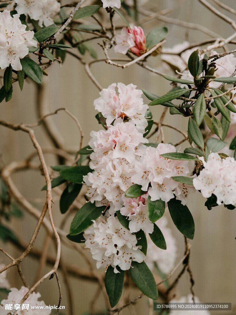 白色杜娟花