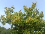 板栗树
