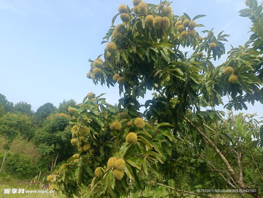 板栗树