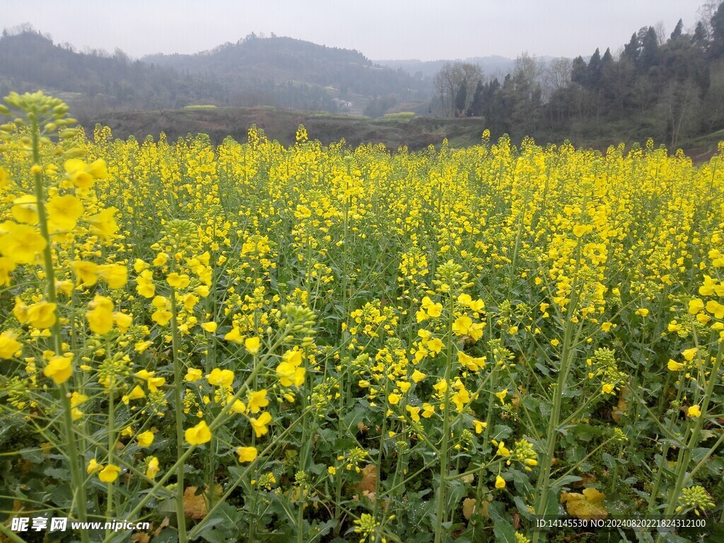 油菜花