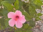 芙蓉