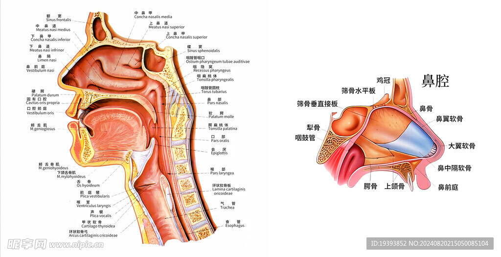 耳鼻喉示意图