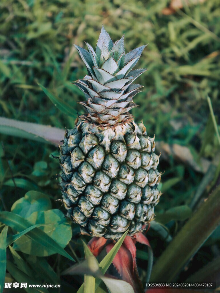 菠萝图片