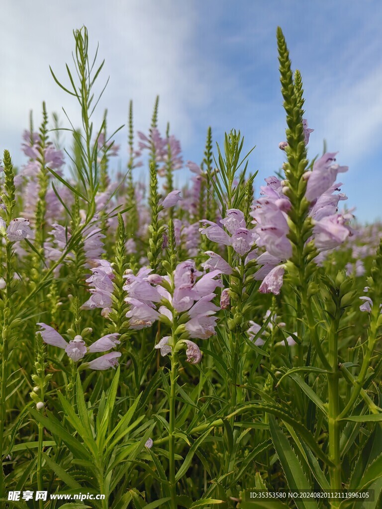 蛇鞭菊