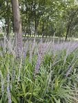 麦冬开花