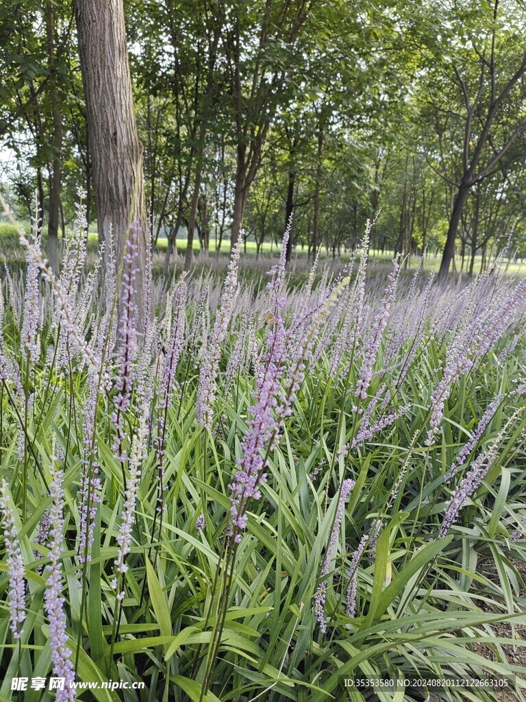 麦冬开花