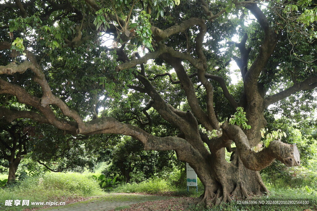 荔枝树