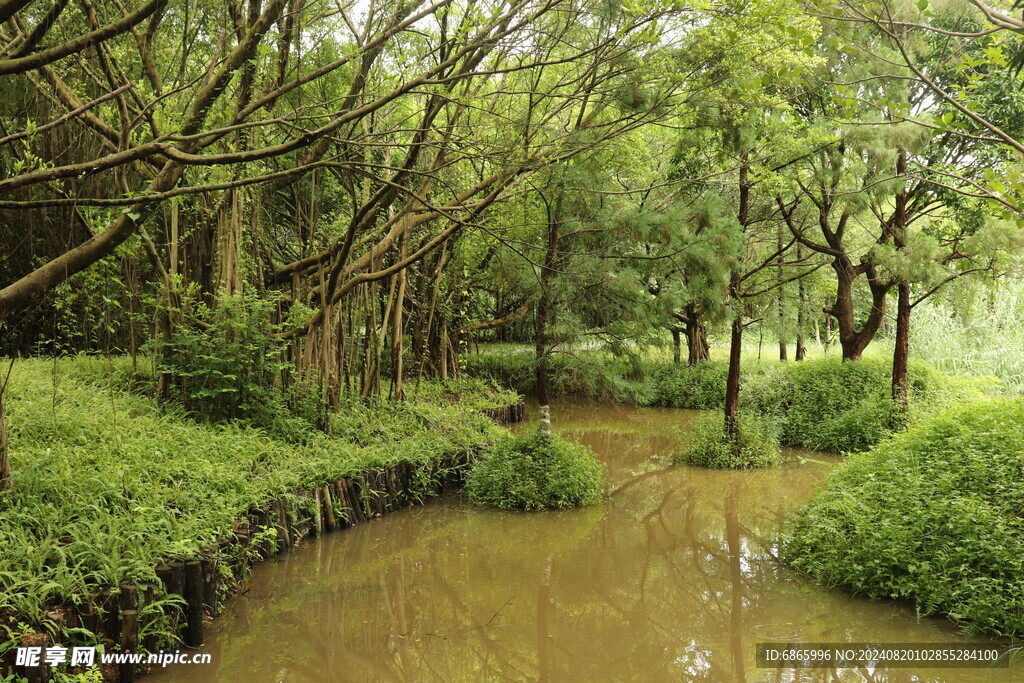 小鸟天堂湿地公园一角