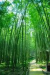 竹山