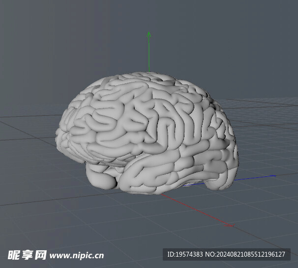 C4D模型 大脑
