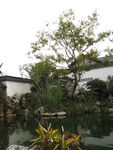  杭州绿城桃花源别墅区水景