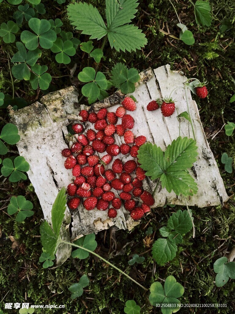 草莓