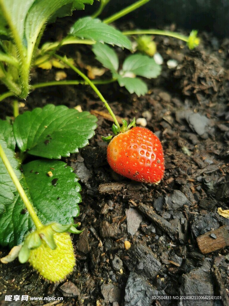 草莓
