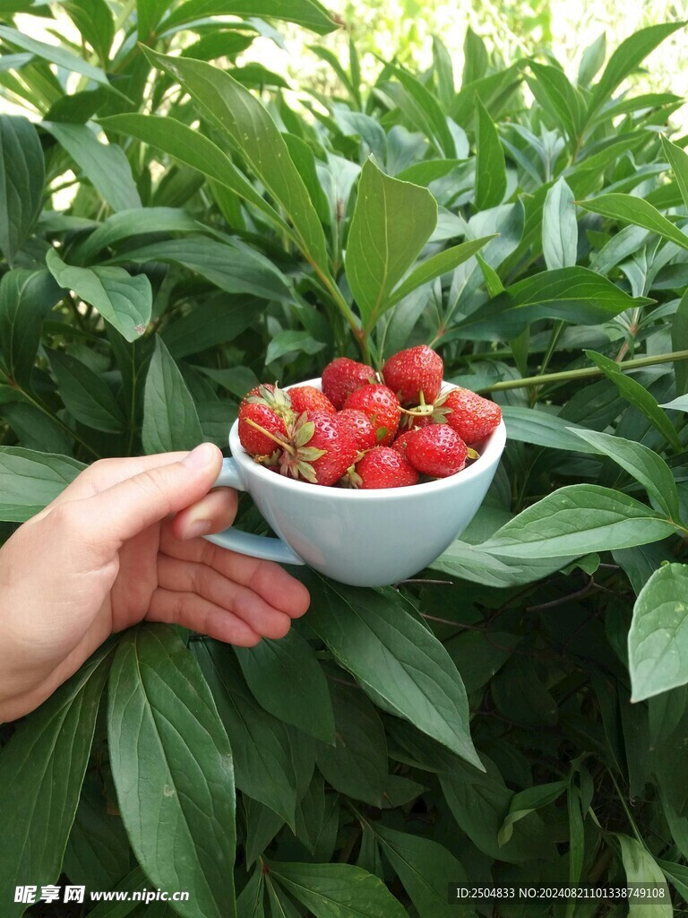 草莓