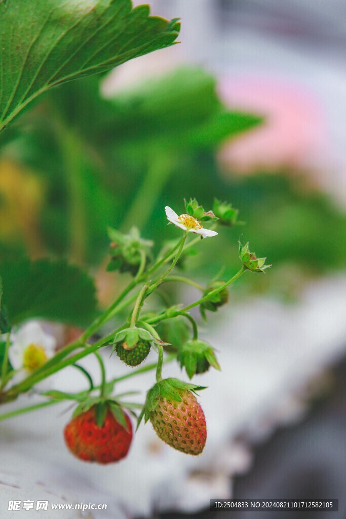 草莓