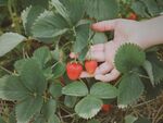 草莓