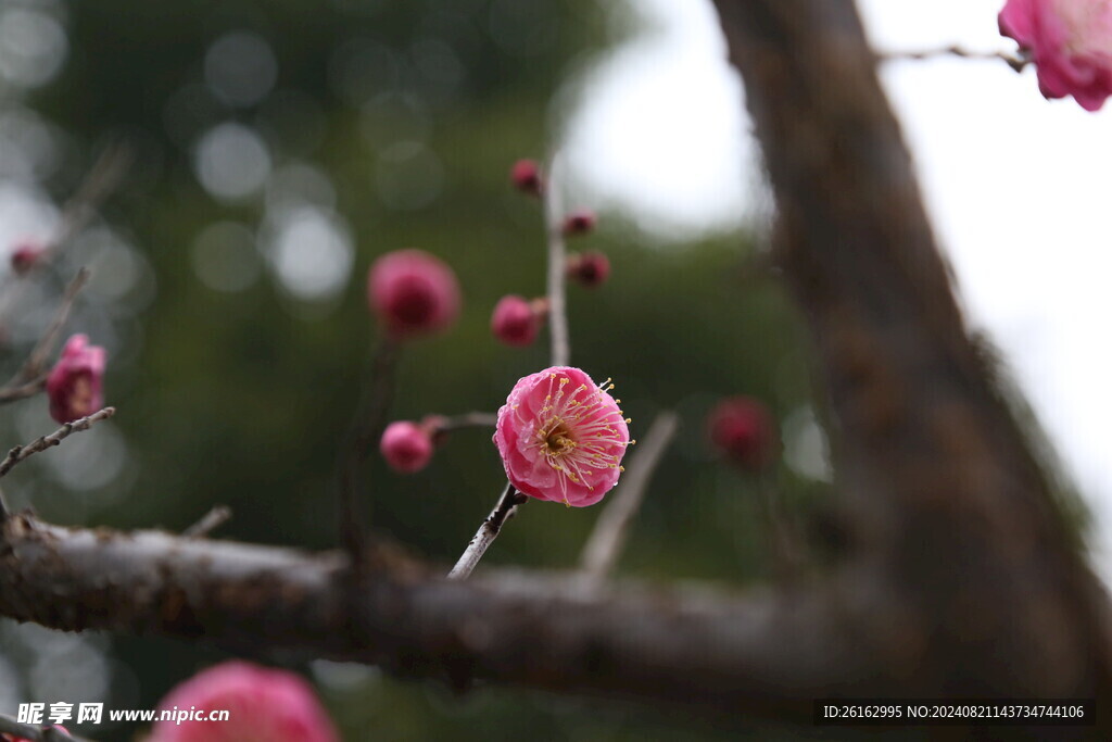 梅花