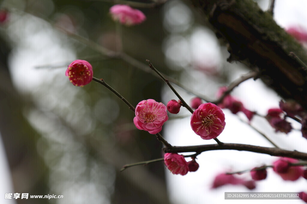 梅花