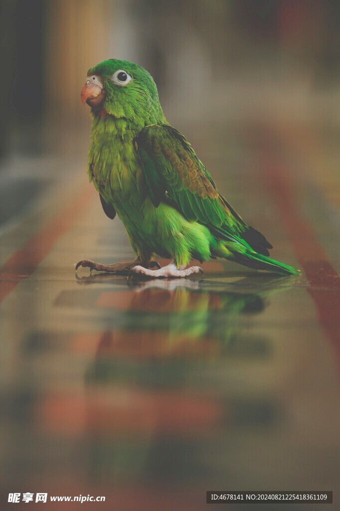 鹦鹉