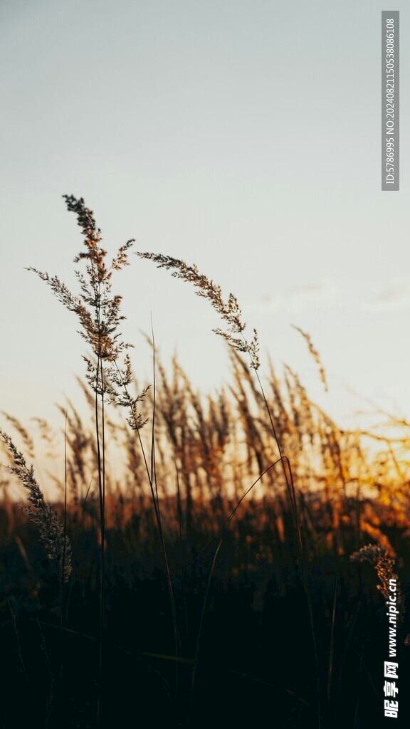 夕阳下的芦苇