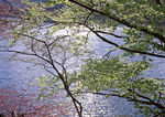 绿树山水