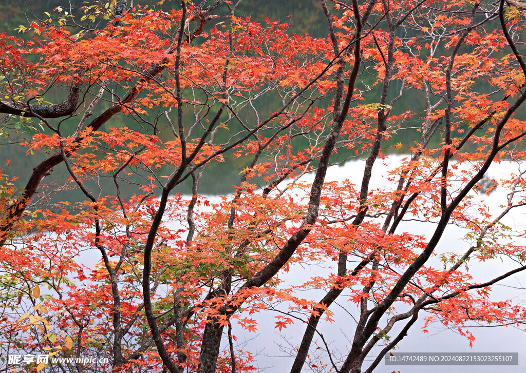 绿树山水