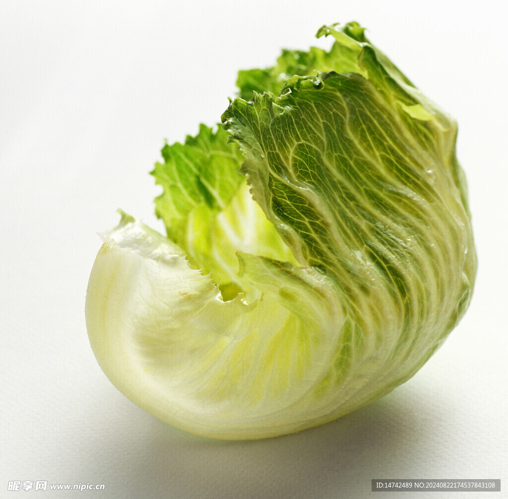 新鲜生菜