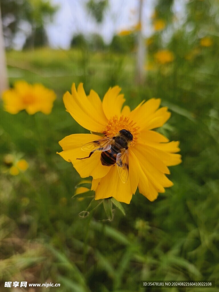 蜜蜂采蜜