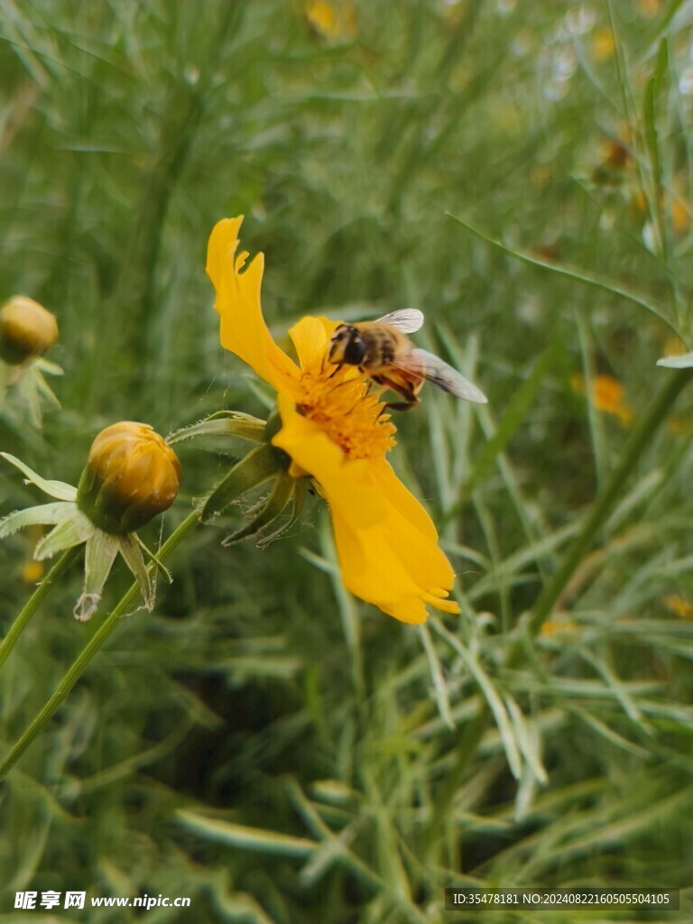 蜜蜂  花粉